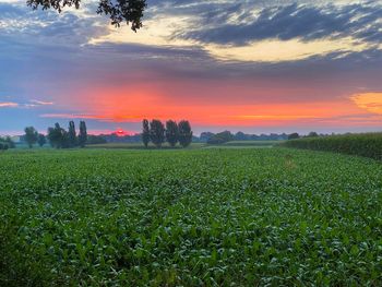 Scenic view of field against sky during sunrise