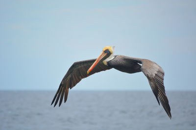 Close-up of bird flying over sea against clear sky