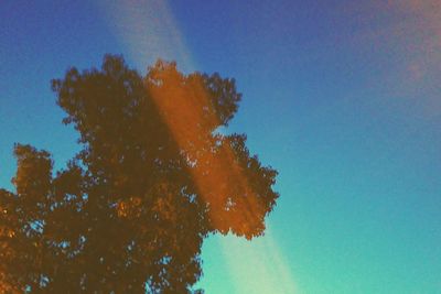 Low angle view of trees against blue sky