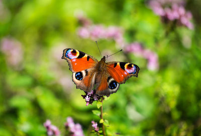 Close-up of butterfly pollinating on flower