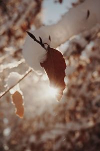 Close-up of white flower on dry leaf