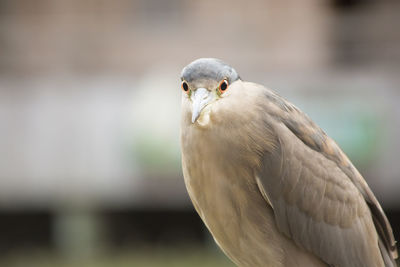Close up of a black-crowned night heron looking at the camera