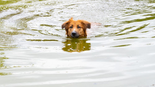 High angle view of dog swimming in water