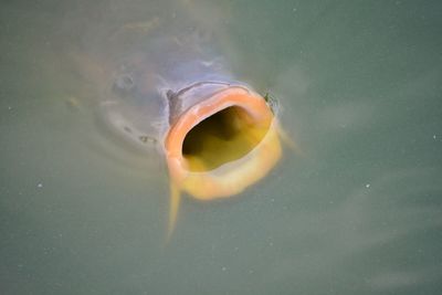 High angle view of fish swimming in sea