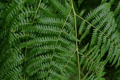 Full frame shot of fern leaves