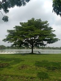 Trees on field against sky