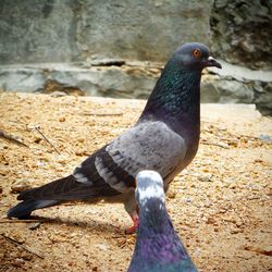 Close-up of bird