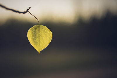 Close-up of heart shape leaf on plant against sky