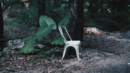 Empty chairs and trees in forest