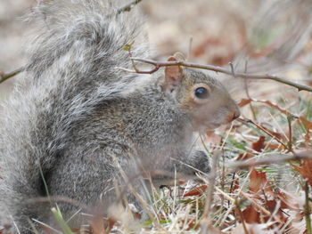 Close-up of squirrel on leaf