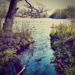 Reflection of trees in water