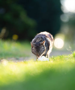 Cat in a field