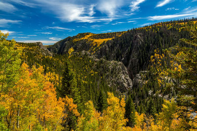 Scenic view of forest against sky during autumn