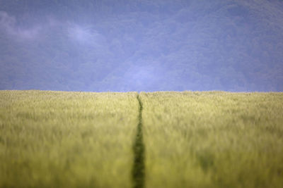 Scenic view of wheat field against sky