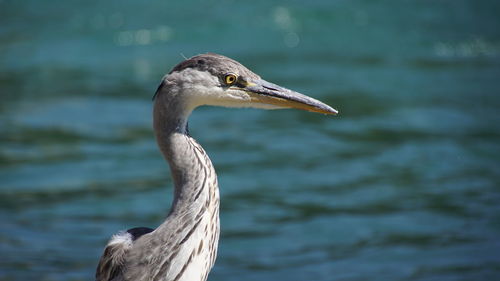 Close-up of a bird