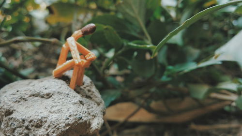 Close-up of crab on plant