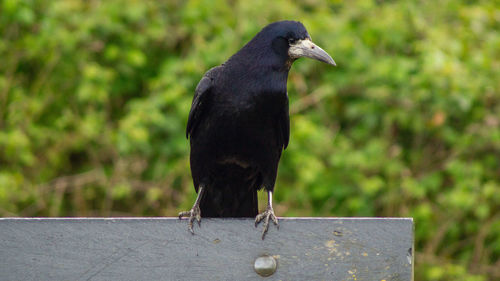 Large black raven crow rook bird close up low angle view 