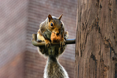 Close-up of squirrel