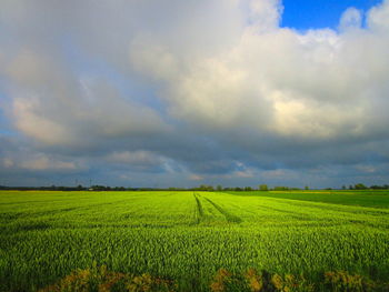 Scenic view of agricultural field against sky