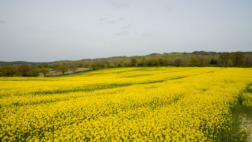 Scenic view of oilseed rape field against sky