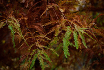 Full frame shot of trees growing in forest