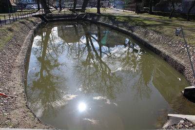 Reflection of trees in water