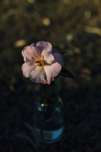 Close-up of white flowering plant