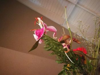 Close-up of flowers blooming outdoors