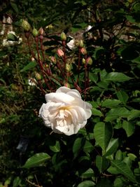 Close-up of white rose blooming outdoors