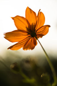 Close-up of flower blooming outdoors