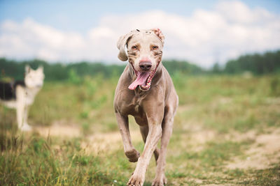 Portrait of dog running on field