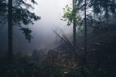 Trees in forest against sky