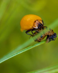 Close-up of insect on plant