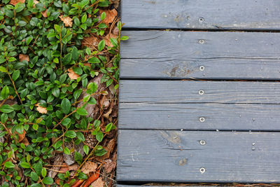 High angle view of ivy on wooden wall