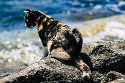 Cat sitting on rock