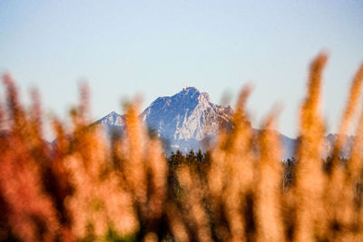 Plants on landscape against clear sky