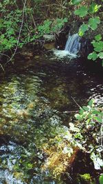 Stream flowing through forest