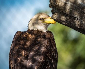 Close-up of eagle perching on rock against sky