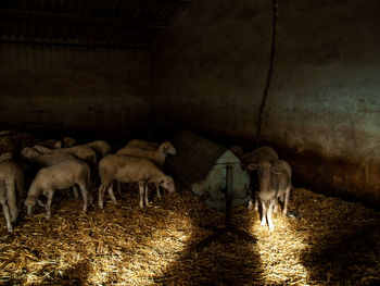 Horses in a farm