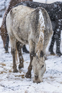 View of horse on snowy field