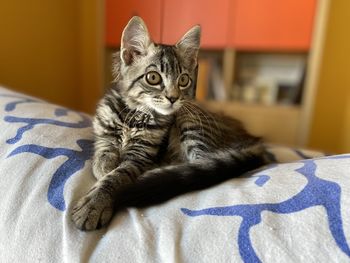 Portrait of cat relaxing on bed at home