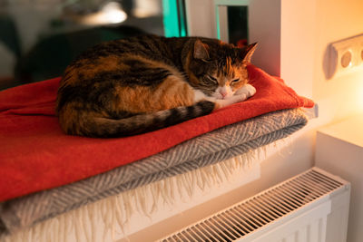 Domestic cat basking on windowsill in cold winter weather enjoying hot air coming from radiator