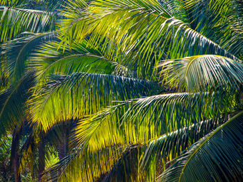 Close-up of coconut palm tree