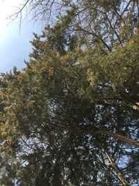 Low angle view of trees against sky