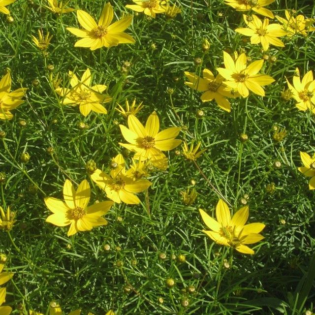 yellow, flower, freshness, growth, fragility, petal, beauty in nature, field, grass, plant, nature, green color, blooming, flower head, leaf, high angle view, in bloom, day, park - man made space, outdoors