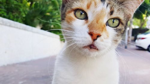 Close-up portrait of a cat