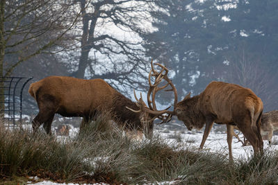 Deer in a field