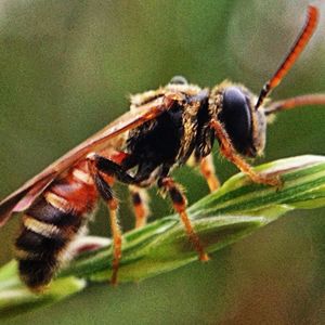 insect