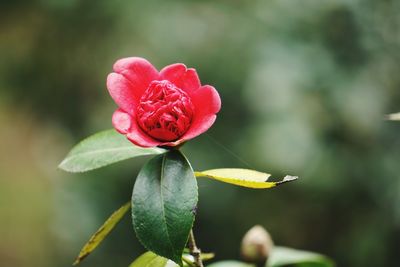 Close-up of flower blooming outdoors