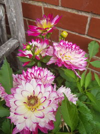 Close-up of pink flowering plant in back yard